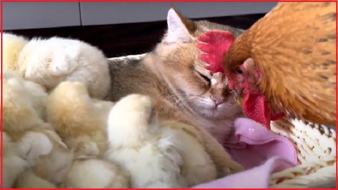 Встреча хвостатых с пернатыми. Котопозитивчик🤗