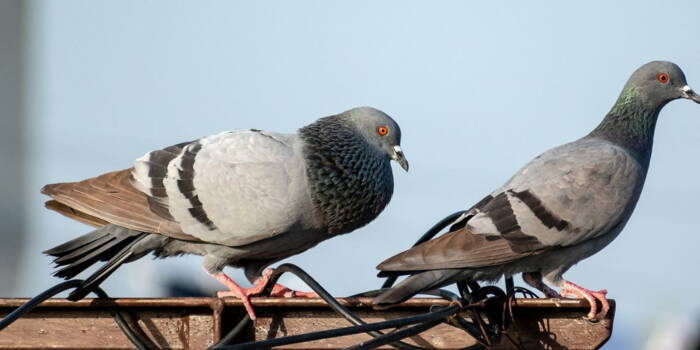 Голуби могут запоминать лица людей, с которыми они встречаются