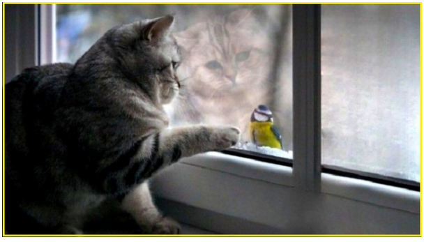 Встреча хвостатых с пернатыми. Котопозитивчик🤗