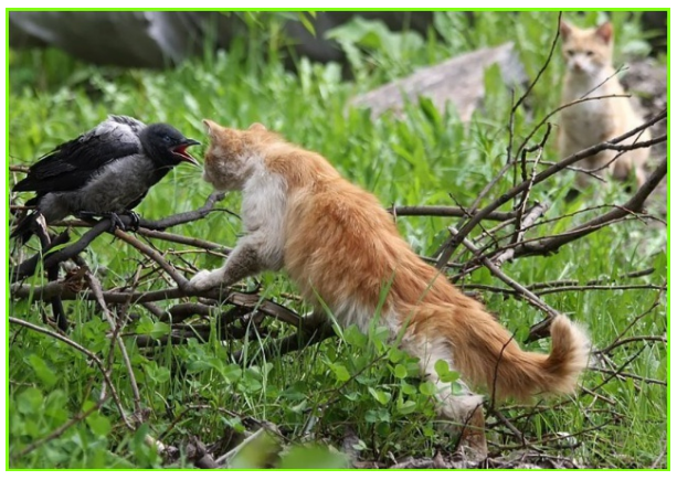 Встреча хвостатых с пернатыми. Котопозитивчик🤗