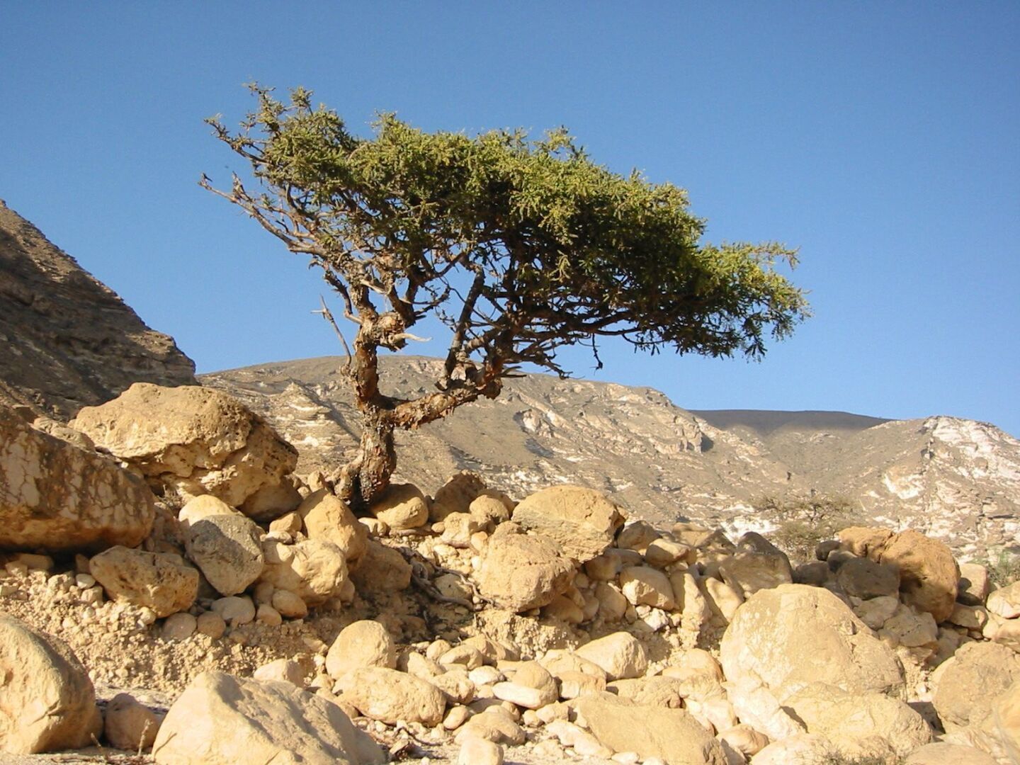 Смола мирра - полезные свойства и применение