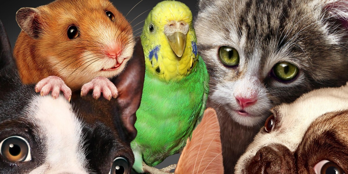 У Вас есть домашние животные?