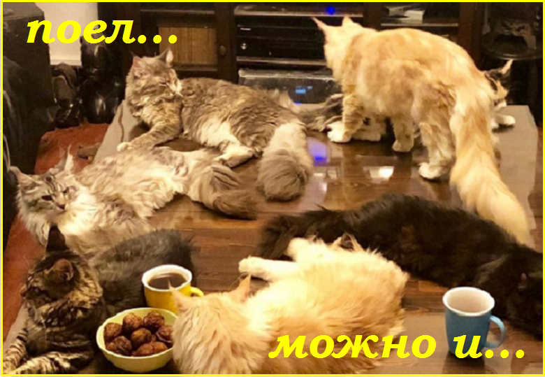 Майский Котопозитивчик - для друзей!🤗