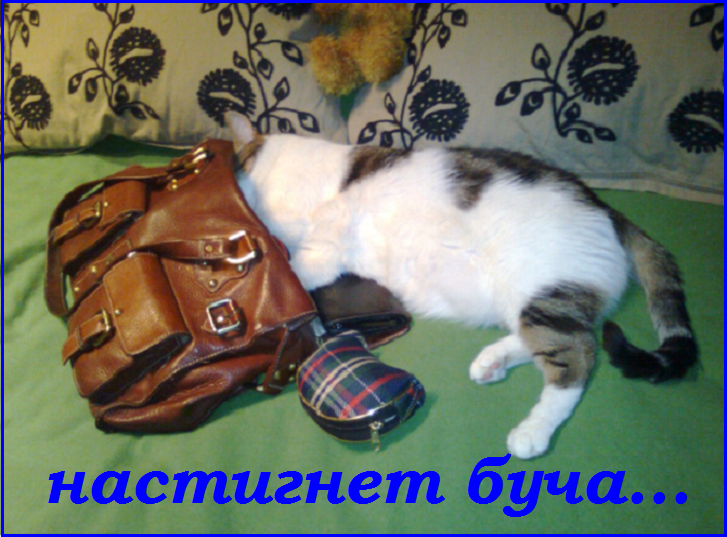 Майский Котопозитивчик - для друзей!🤗