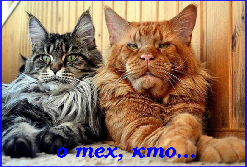 Майский Котопозитивчик - для друзей!🤗