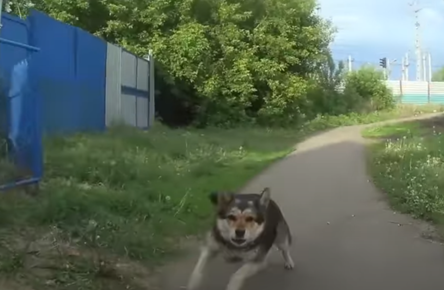 Жену моего друга укусила бродячая собака. Как ей удалось взыскать компенсацию с того, кто ее подкармливал