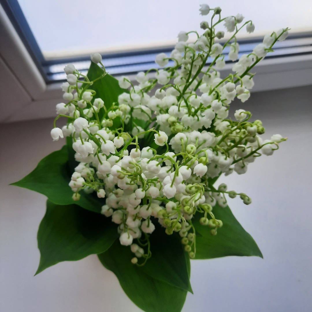 Леди и Бродяга. История одной первой любви.