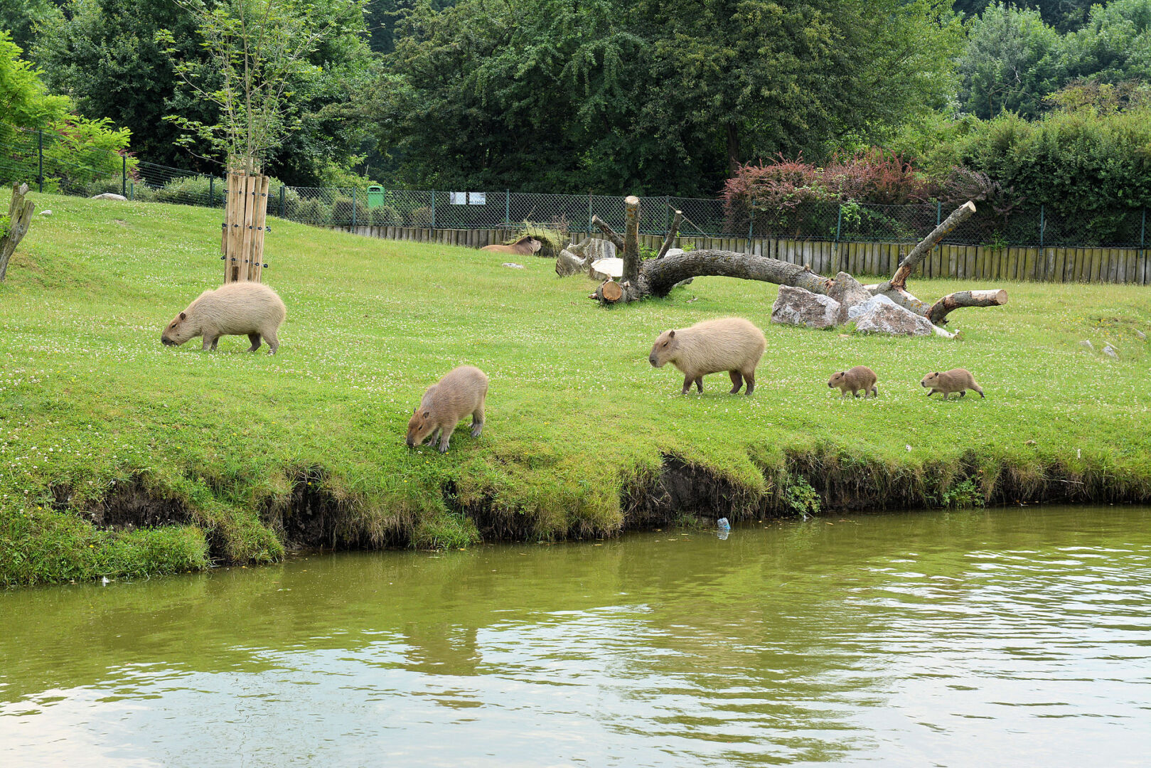 Разводит Вован капибару! И хочет купить он Subaru! Рифмоплетство.