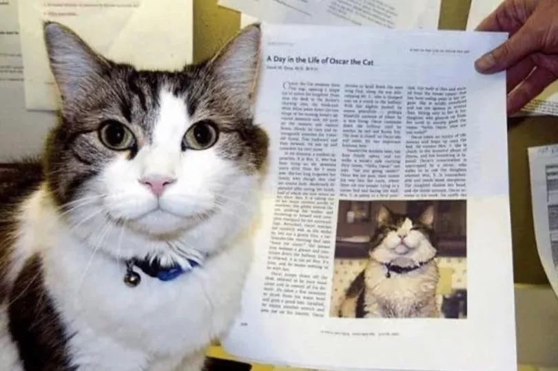 «Мистический» кот, принятый в дом престарелых, предсказал «более 100 смертей жителей»