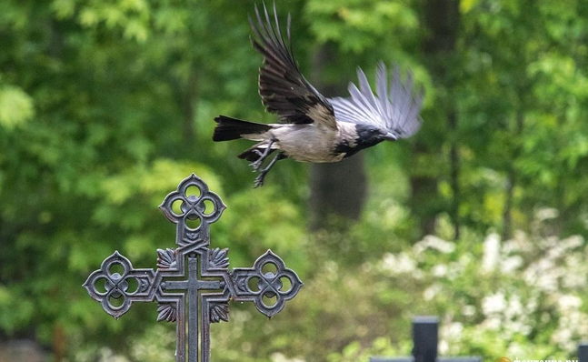 ✔️«Новый маткапитал»👍