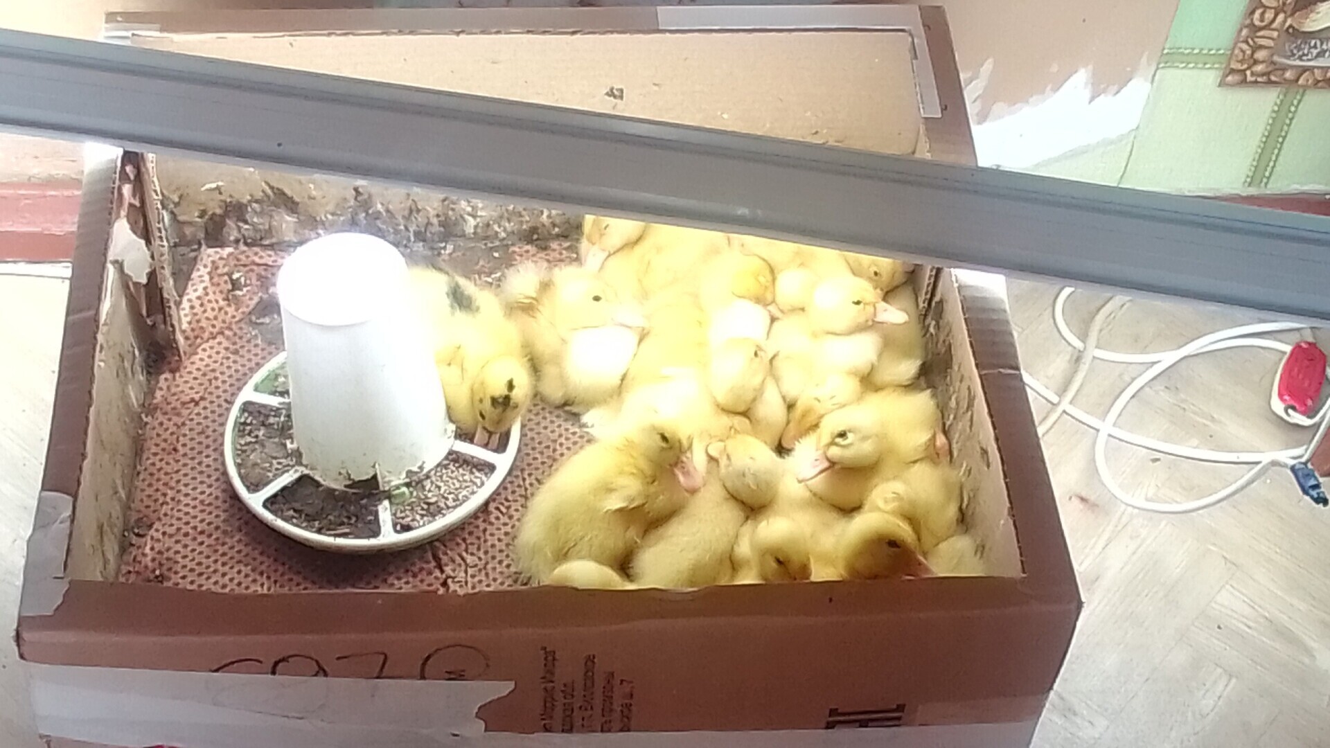 Личное подсобное хозяйство! Бройлерная утка- часть 7!