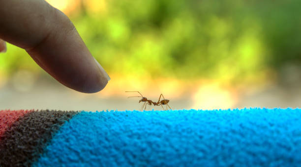 Здоровье: Какие народные средства на самом деле помогают от комаров? И помогают ли?