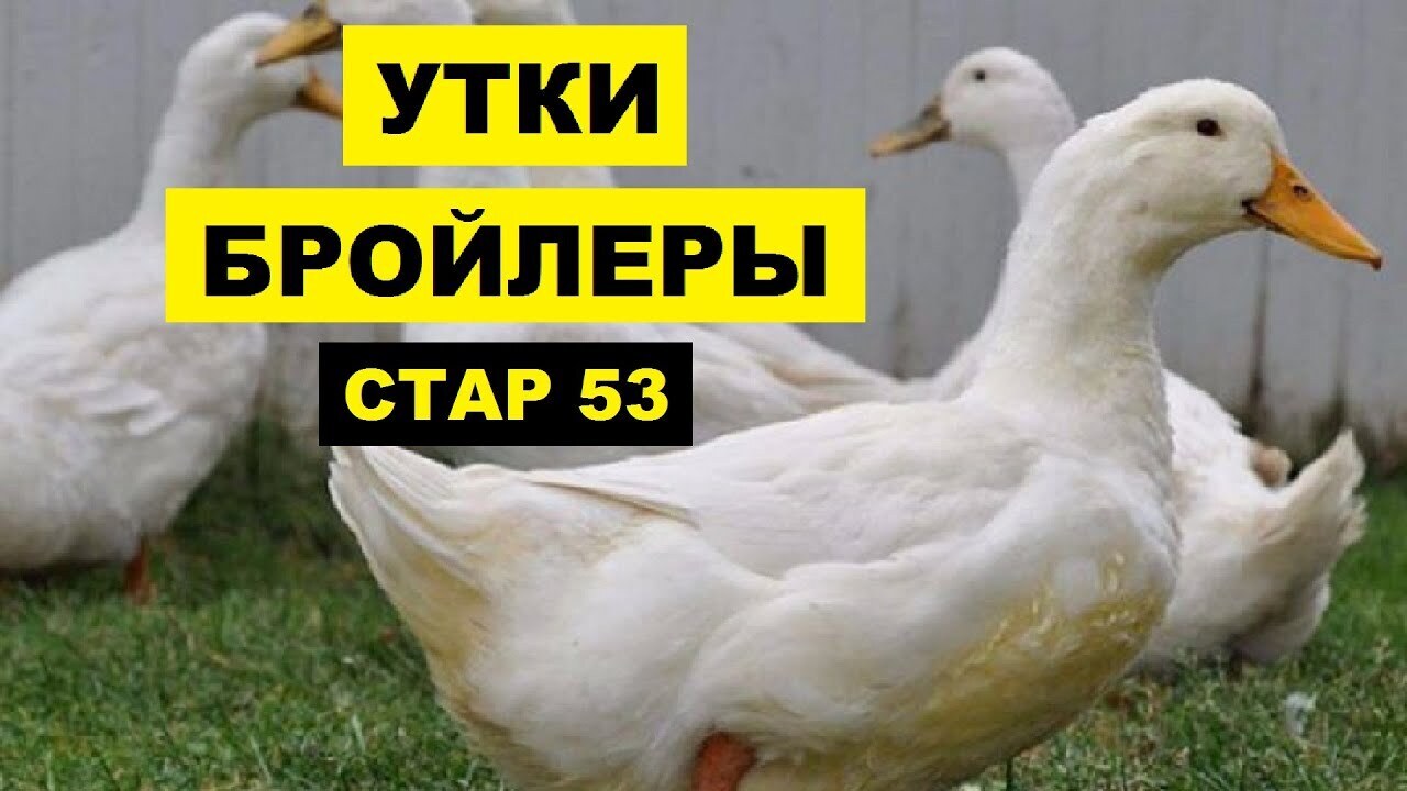 Личное подсобное хозяйство! Бройлерная утка- часть 7!