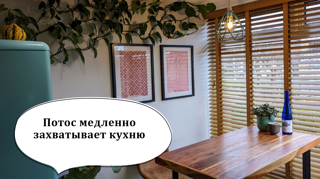 Потос: лиана, которая покорит ваше сердце и стены