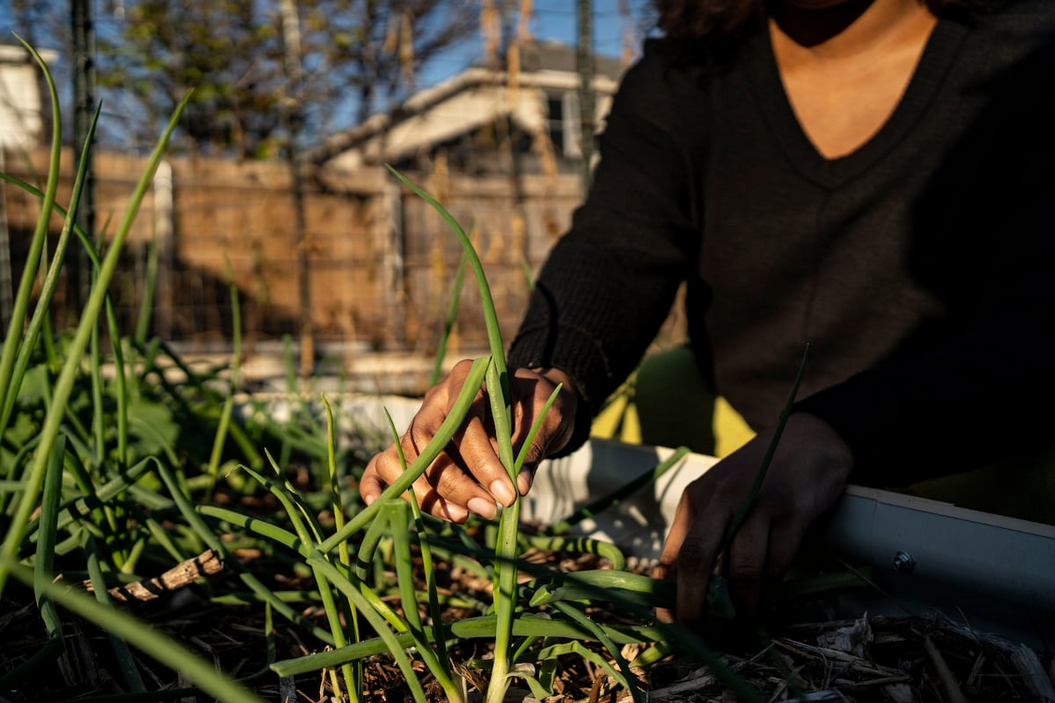 Как не дать вредителям уничтожить ваш сад