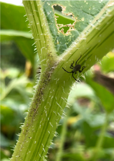 Как не дать вредителям уничтожить ваш сад