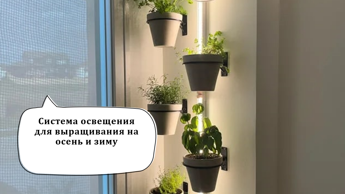 ☀️ Твоё маленькое солнце: правильное освещение для растений осенью и зимой