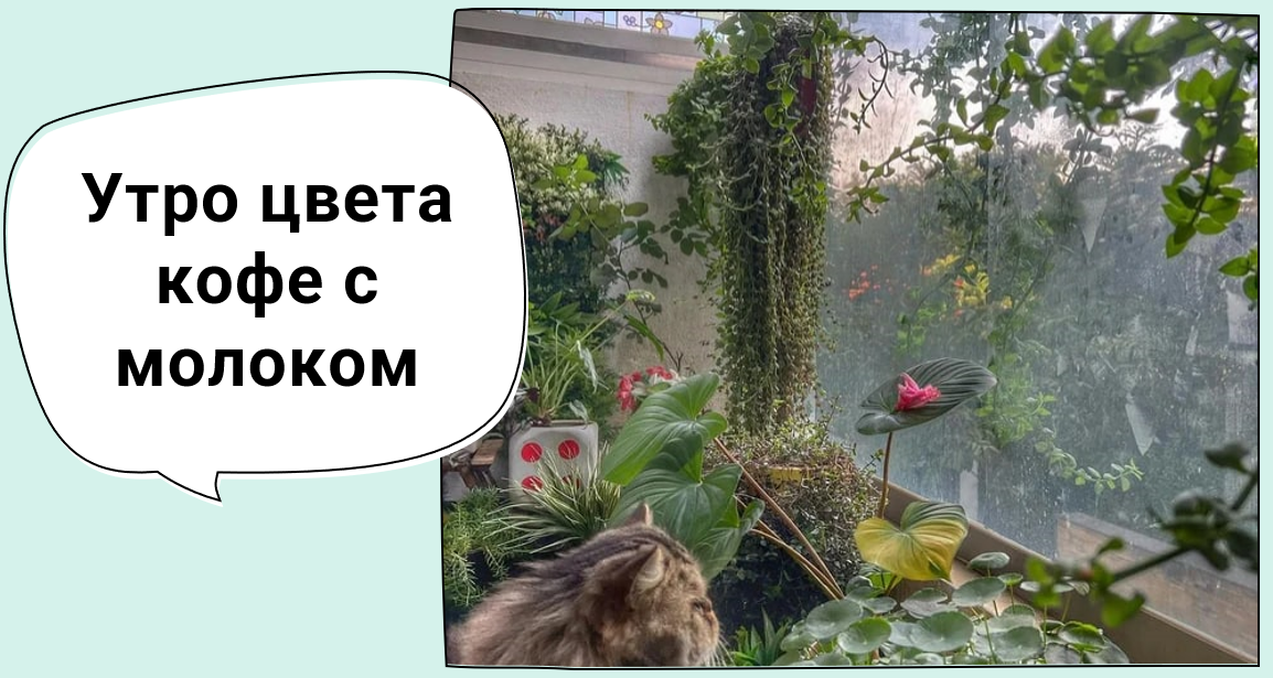 Утро цвета кофе с молоком