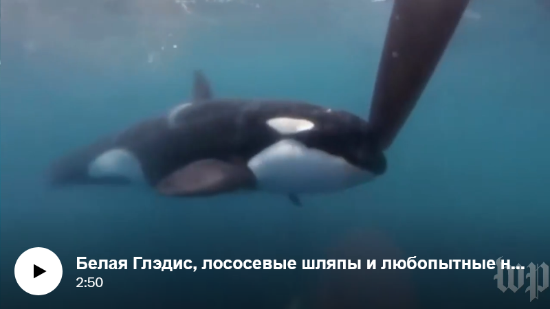 Косатки не нападают на лодки — они просто игривые подростки, говорят ученые