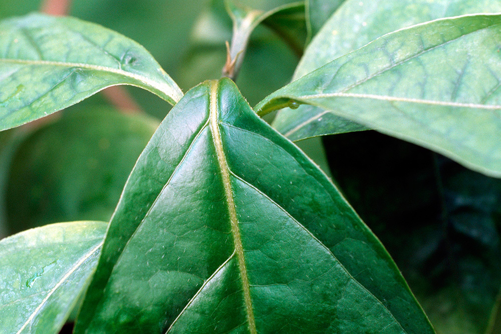 Что грозит дачникам за культивирование запрещённых растений — штраф или уголовная ответственность?