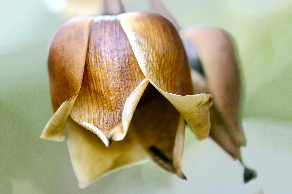 Что грозит дачникам за культивирование запрещённых растений — штраф или уголовная ответственность?