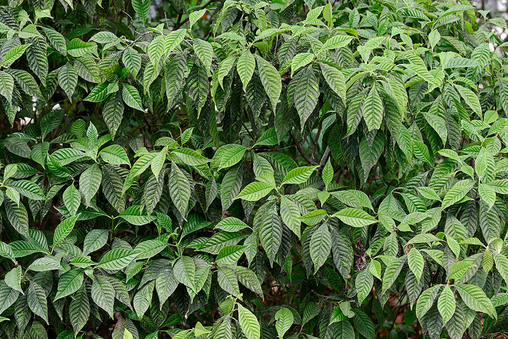 Что грозит дачникам за культивирование запрещённых растений — штраф или уголовная ответственность?