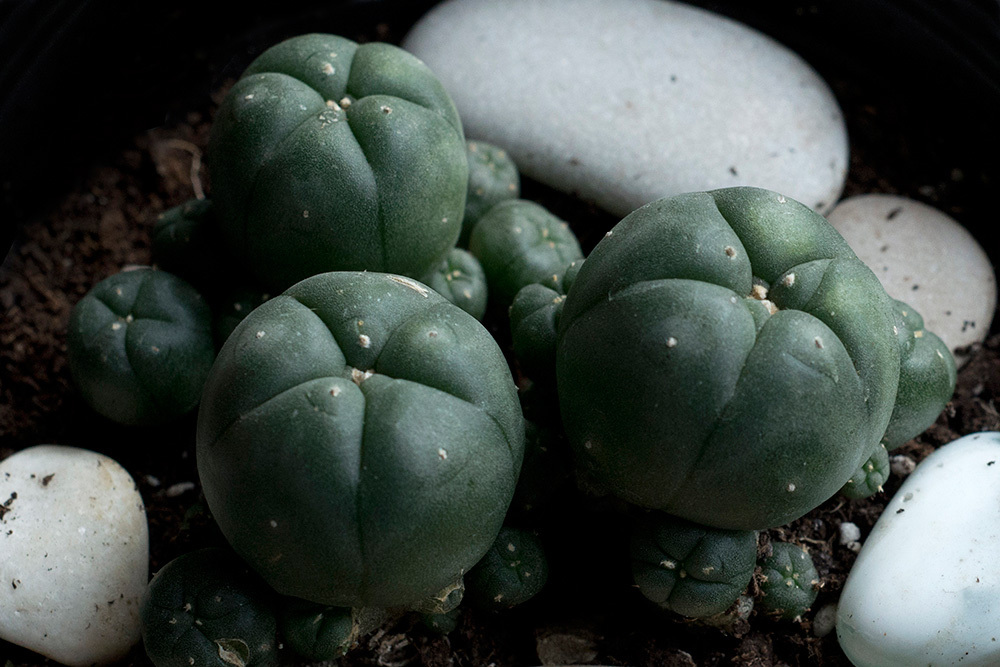 Что грозит дачникам за культивирование запрещённых растений — штраф или уголовная ответственность?