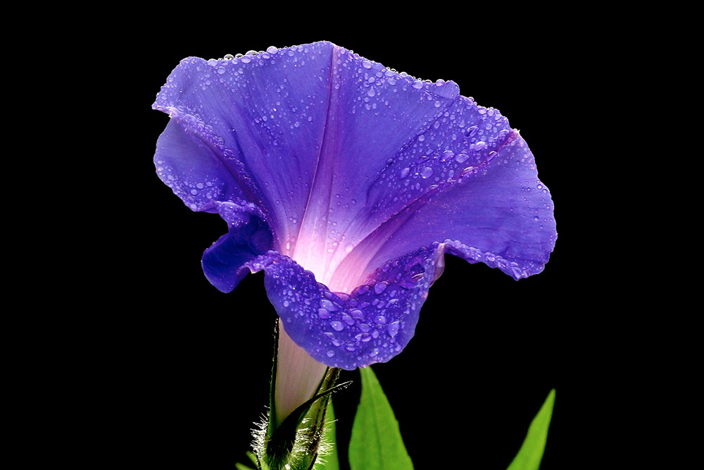 Что грозит дачникам за культивирование запрещённых растений — штраф или уголовная ответственность?