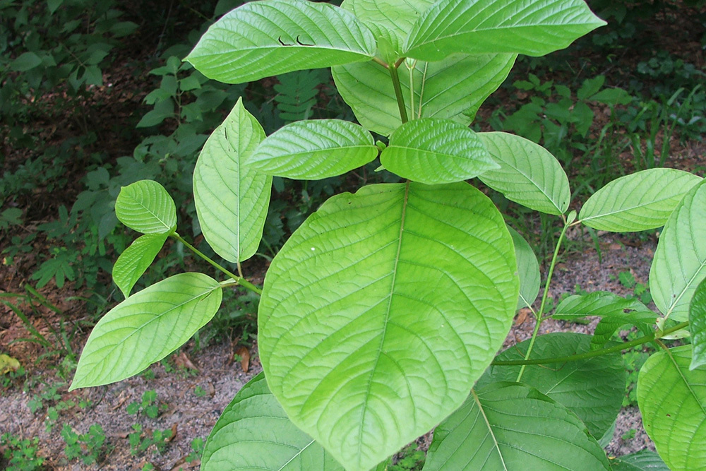 Что грозит дачникам за культивирование запрещённых растений — штраф или уголовная ответственность?