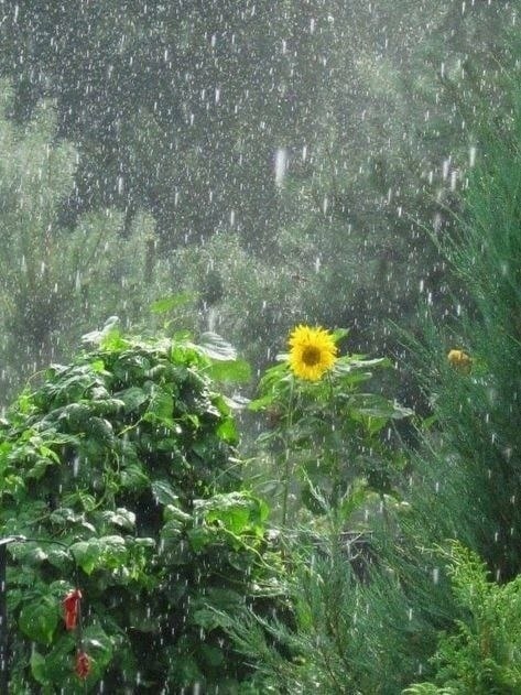 Однажды на холме, окруженном зеленым лесом и разноцветными цветами