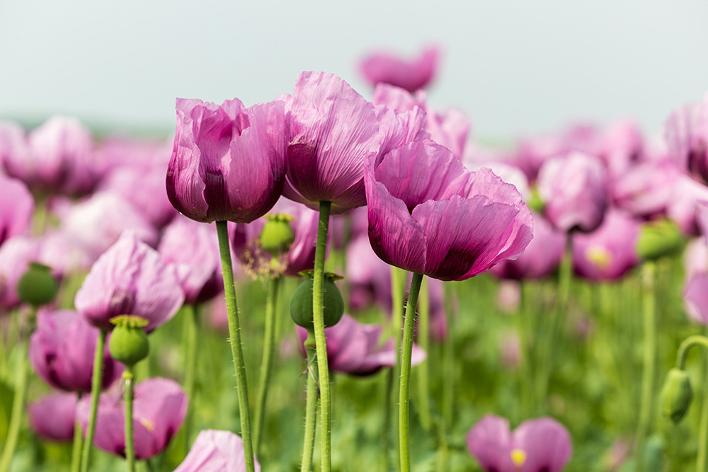 Что грозит дачникам за культивирование запрещённых растений — штраф или уголовная ответственность?