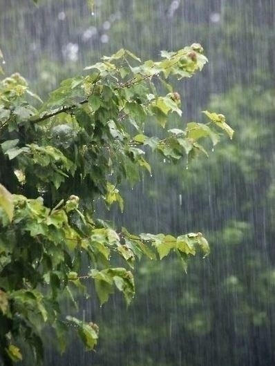 Однажды на холме, окруженном зеленым лесом и разноцветными цветами