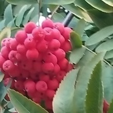 Рита, г. Гурзуф