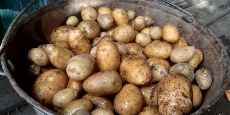 Штраф до 2000 рублей. Что может грозить за продажу овощей со своего участка?