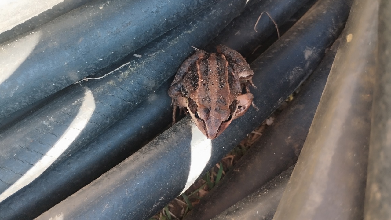 Как я на даче в свёрнутом шланге свою, типа, «царевну-лягушку» нашёл