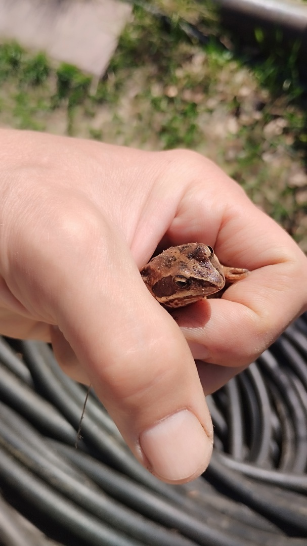 Как я на даче в свёрнутом шланге свою, типа, «царевну-лягушку» нашёл
