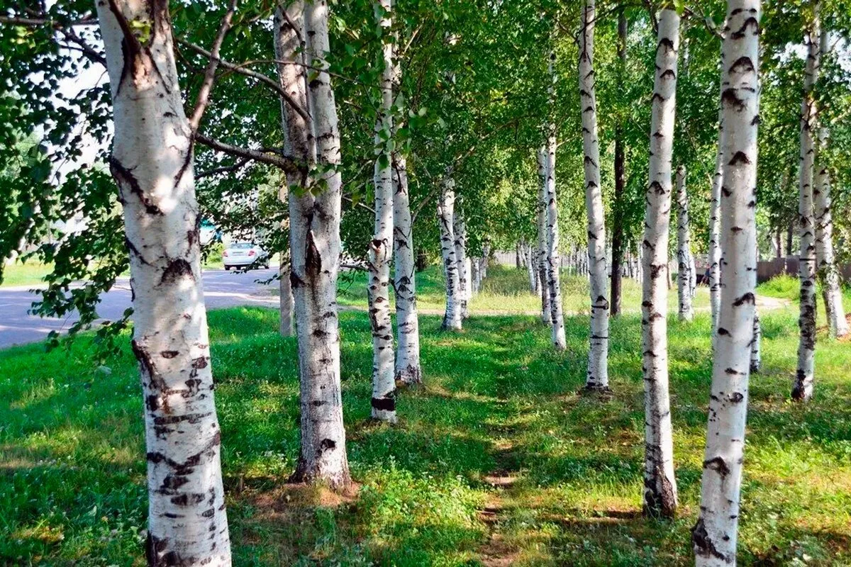 Белая берёза: символ красоты и стойкости