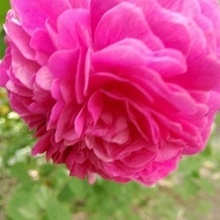 Виктория, г. Севастополь