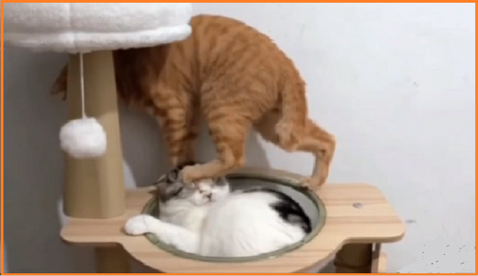 Котопозитивчик «Майская блажь»🤗