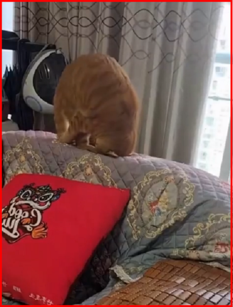 Котопозитивчик «Майская блажь»🤗