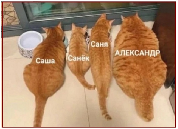 Котопозитивчик «Майская блажь»🤗