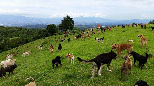 Собачья доля🐾Два мира, два взгляда