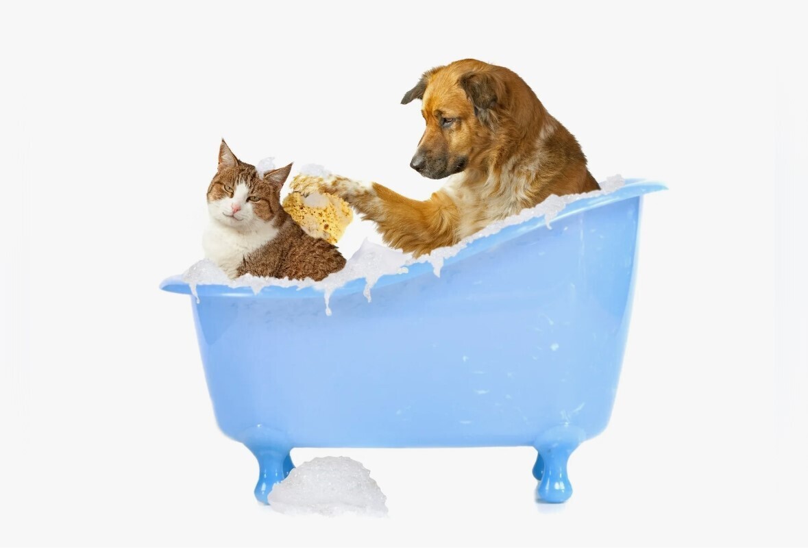 Организация ухода за домашними питомцами: ключевые аспекты.