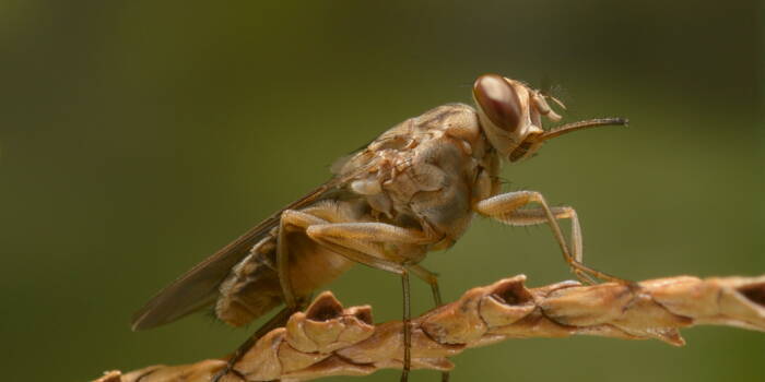 Почему муху цеце так называют и каково ее настоящее имя?