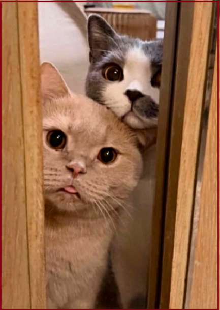 Котопозитивчик «Майская блажь»🤗