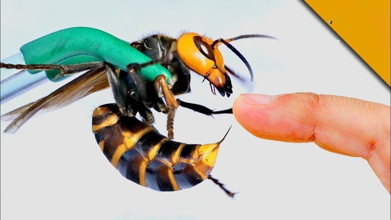 ✅ Что делать, если укусил шершень? Симптомы, лечение и профилактика