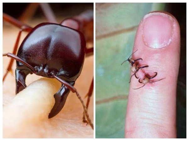 Какие животные убивают наиболее болезненно?