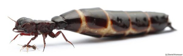 Какие животные убивают наиболее болезненно?