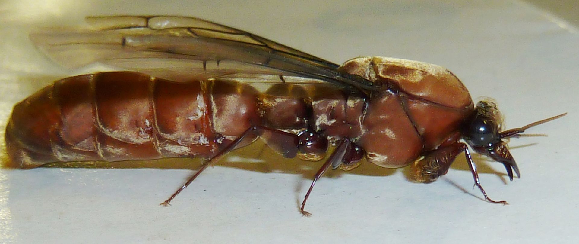 Какие животные убивают наиболее болезненно?