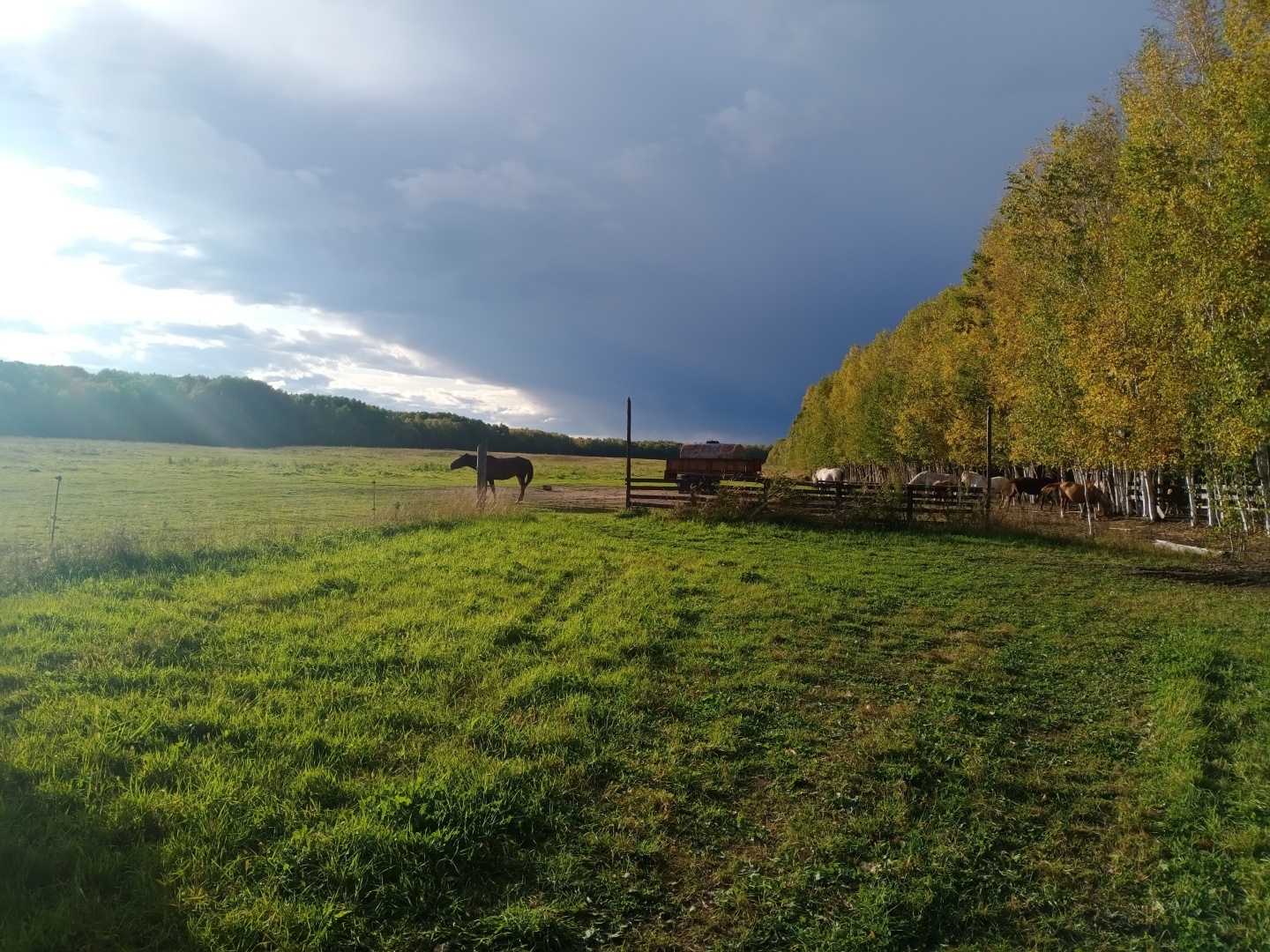 Какие действия предпринять, если укусила бродячая собака?